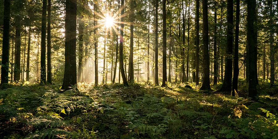 Visiting The Black Forest and Strasbourg